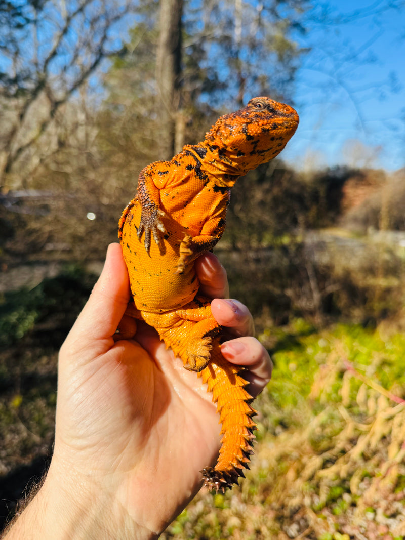 Super Red Niger Uromastyx Adult Pair