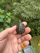 HI YELLOW Florida Box Turtle 2025