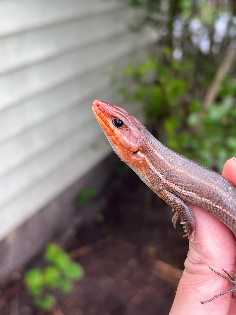 Broad-headed Skinks (Plestiodon laticeps)