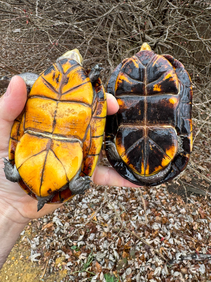 White Lipped Mud Turtle Adult Pair