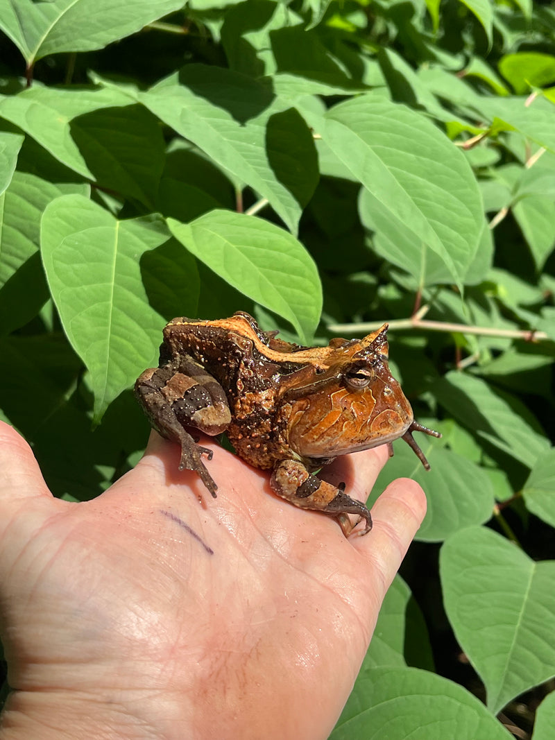 Brazilian Horned Frog Adult Pair