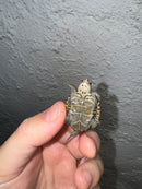 Hi White Concentric Diamondback Terrapin 2024