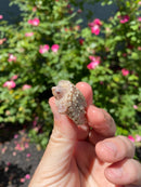 Albino Florida Snapping Turtle 2026