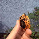 Vietnamese Three-striped Box Turtle
