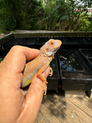 Crimson Red Albino Green Iguana 2024