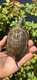 Balkan Pond Turtle Adult Male