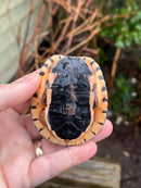 Golden Coin Box Turtle 2023