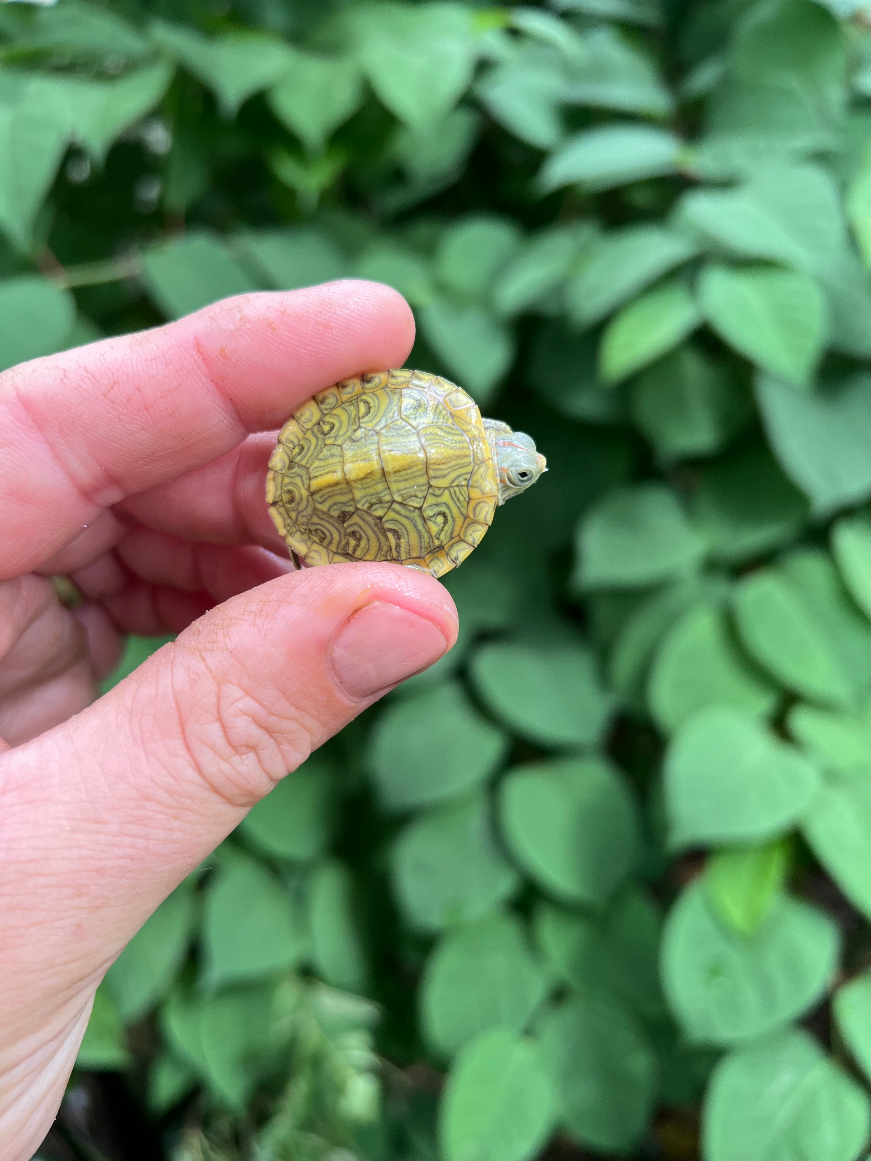 Baby Pastel Clown Red Eared Slider Turtles For Sale | American Reptile ...