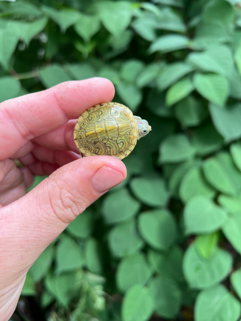 Pastel Clown Red Eared Slider Turtle 2024