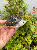Ornate Diamondback Terrapin Female