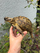 Mesopotamian Greek Tortoise Adult Male