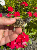 HI Yellow Desert Box Turtle
