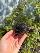 Southern Painted Turtle Adult Female