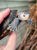 Flowerback Ornate Diamondback Terrapin Male