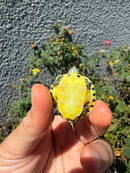 Pastel Clown Yellow Bellied Turtle 2026