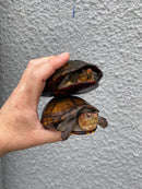 Red Cheeked Mud Turtle Adult Trio