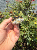 Ornate Diamondback Terrapin Female