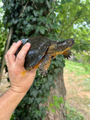 World Famous Blandings Turtle Wood Turtle Hybrid Adult Male  (Emydoidea blandingii X Glyptemys insculpta)