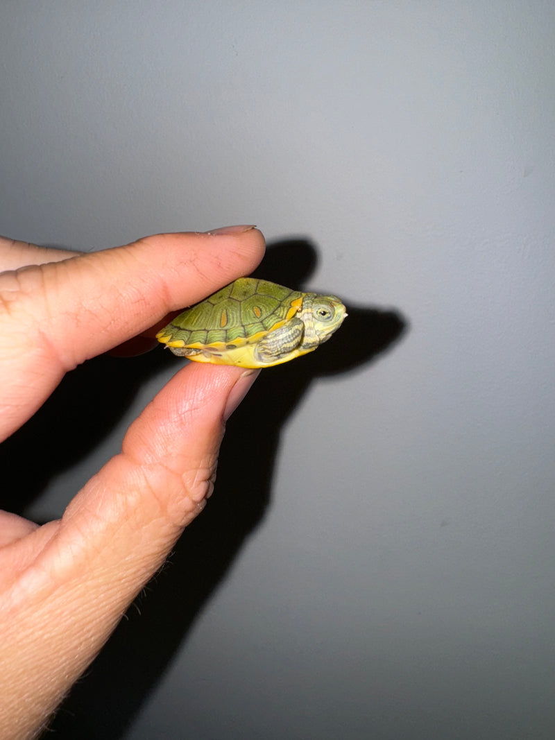 Genetic Pastel Red Eared Slider Turtle 2024