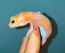 Albino Tangerine African Fat Tailed Gecko Adults (Hemitheconyx caudicinctus)
