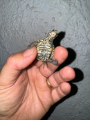 Hi White Concentric Diamondback Terrapin 2024