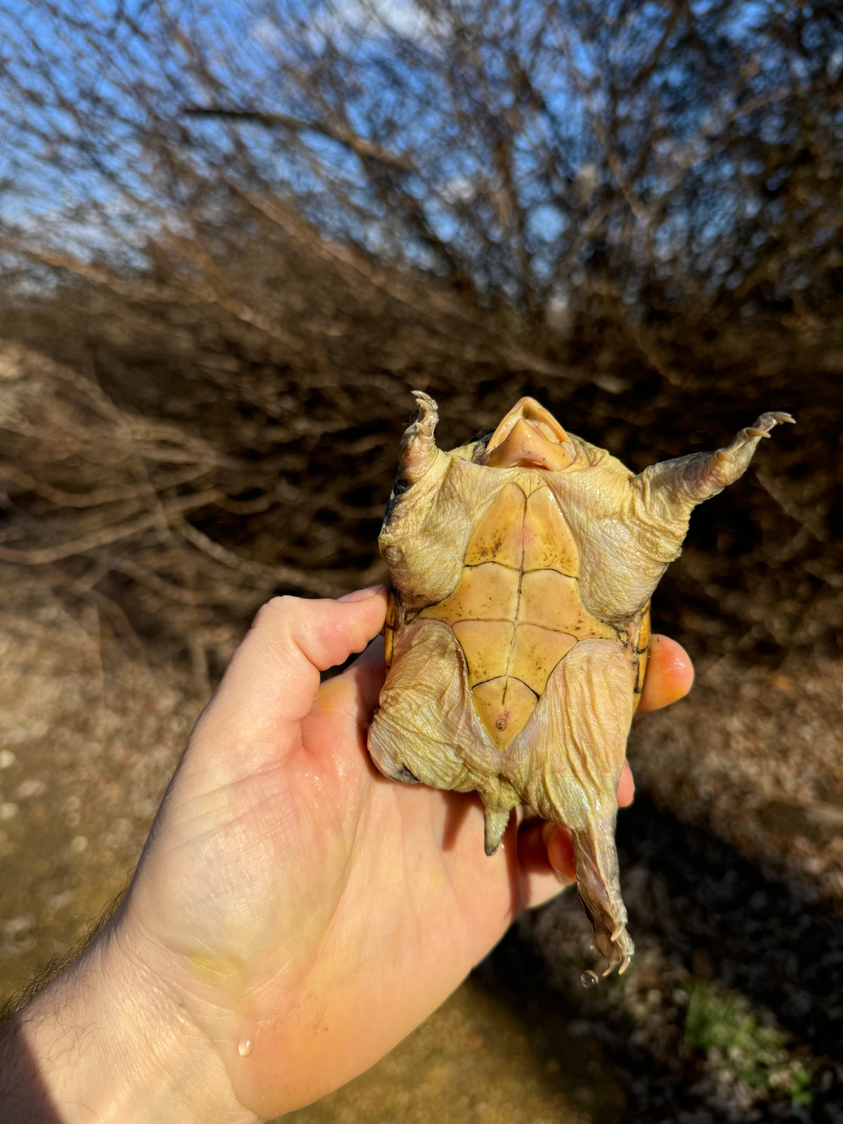 Vampire Musk Turtles For Sale | American Reptile Distributors