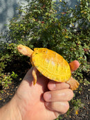 Albino Heiroglyphic River Cooter Turtle