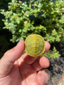 Mitch Clown Red Eared Slider Turtle