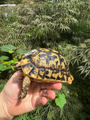 Libyan Greek Tortoise Adult Male