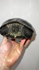 Melanistic Reeves Turtles Adult Pair