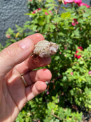 Albino Florida Snapping Turtle 2026