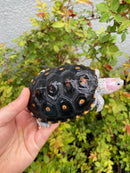 Ornate Diamondback Terrapin Male