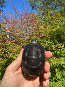 Aldabra Tortoise USA CB 2025