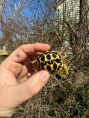 Sri Lankan Star Tortoise 2025