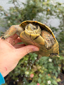 Spanish Pond Turtle Adult Pair