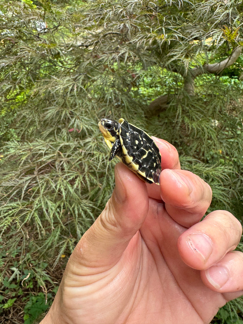 HI YELLOW Florida Box Turtle Baby 2024