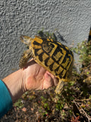 Eastern Hermann's Tortoise Adult Female