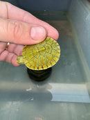 Hi Red Line Bred Pastel Red Eared Slider Turtle 2024