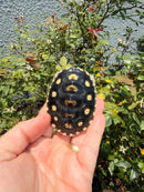 Ornate Diamondback Terrapin Female