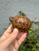 Hi Color Orange Baby Eastern Box Turtle