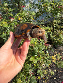 Hypo Yellow Scorpion Mud Turtle Adult Pair