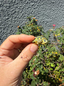 Pastel Clown Yellow Bellied Turtle 2026