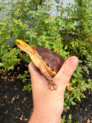 McCord's Box Turtle Adult Male