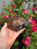 Reeves Turtles Adult Female