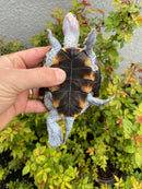 Ornate Diamondback Terrapin Male
