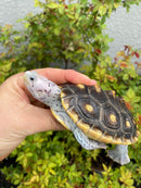 Ornate Diamondback Terrapin Female