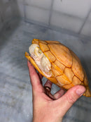Albino Red-Eared Slider Adult Female