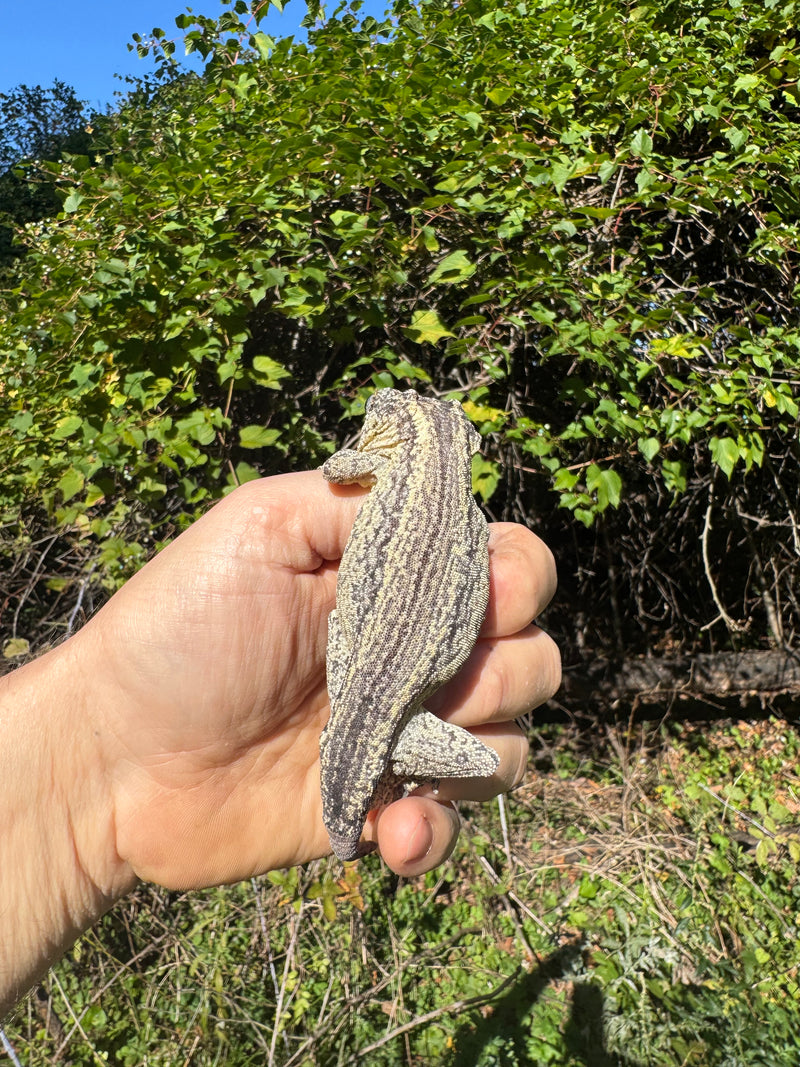 Gargoyle Gecko Adult Male