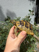 Eastern Hermann's Tortoise Adult Female