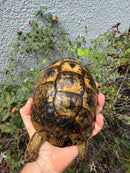 Mesopotamian Greek Tortoise Adult Female